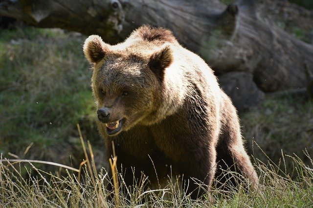 Revólveres VS pistolas semiautomáticas para Grizzly Bear Defense 